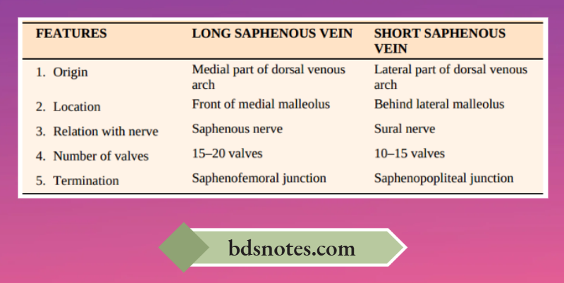 Varicose Veins Long Short Saphenous Comparison