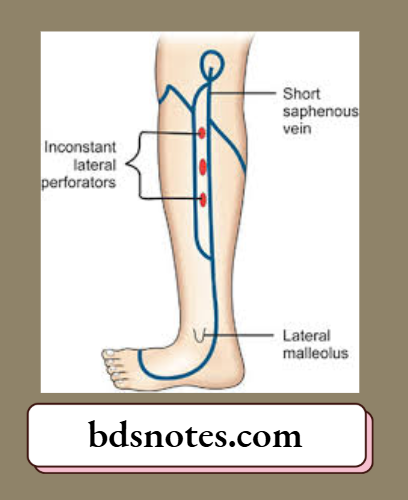 Varicose Veins Short Saphenous Vein Perforators
