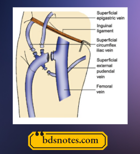 Varicose Veins Trendelenburg Operation
