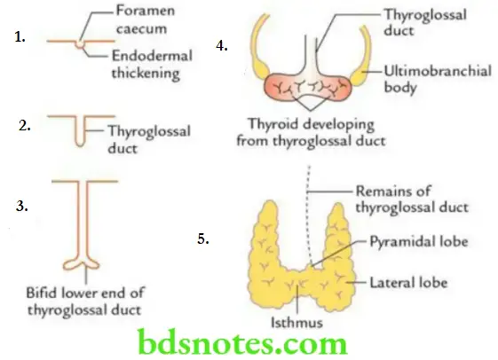 Head And Neck Deep structures of the neck and prevertebral region Development of the thyroid gland