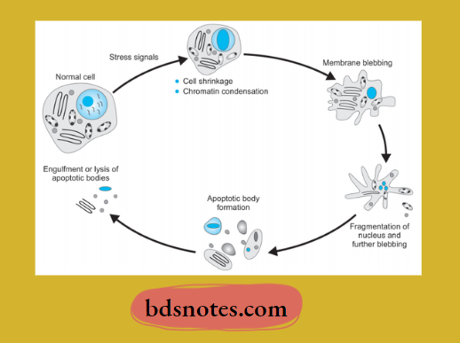 Apoptosis Cell Death Pathway