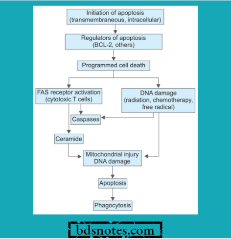 Apoptosis Mechanism Pathway