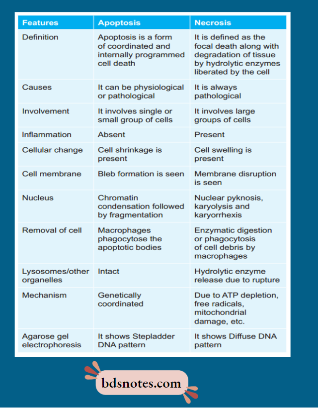 Apoptosis vs Necrosis Key Differences