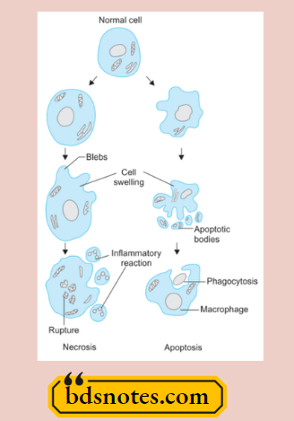 Apoptosis vs Necrosis Side by Side