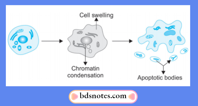 Apoptotic Cell Changes Diagram
