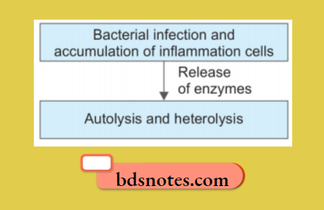 Bacterial Infection Inflammation Cell Lysis
