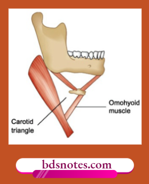 Carotid Triangle