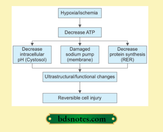 Hypoxia Induced Cell Injury Mechanism