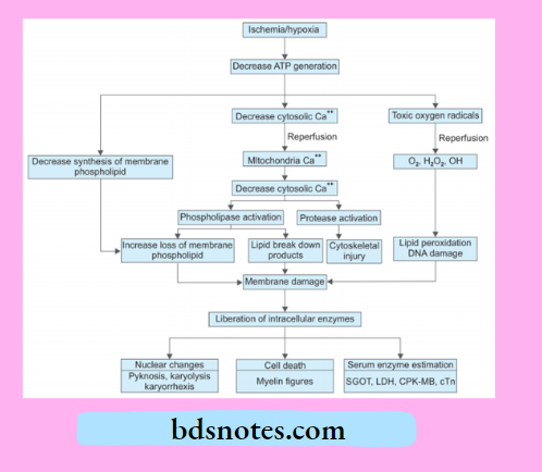 Ischemia Reperfusion Injury Mechanism
