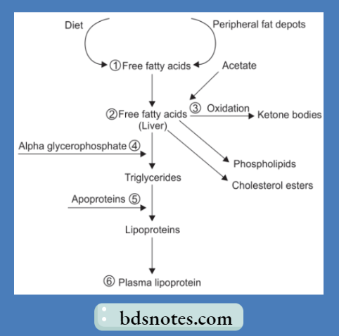 Lipid Metabolism _Pathway Diagram