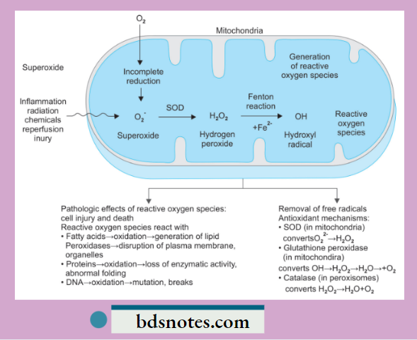 Mitochondrial ROS Generation Detoxification