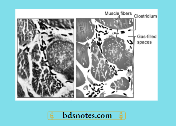 Muscle Fibers Histology