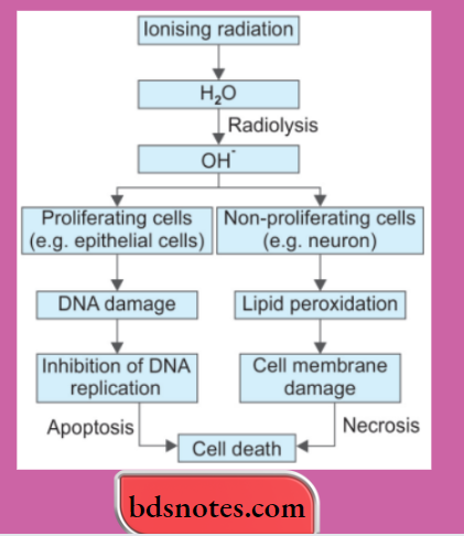 Radiation Induced Cell Damage Mechanisms