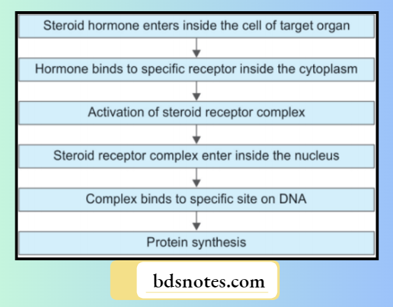 Steroid Hormone Mechanism of Action