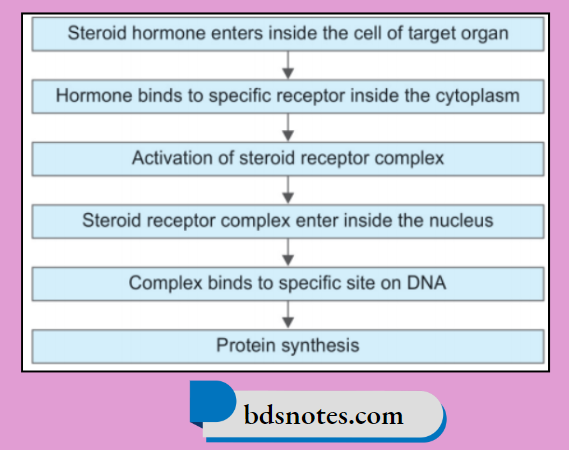 Steroid Hormone Signaling Pathway Flowchart