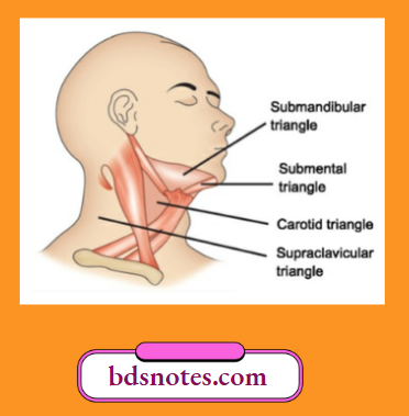 Triangles Of The Neck