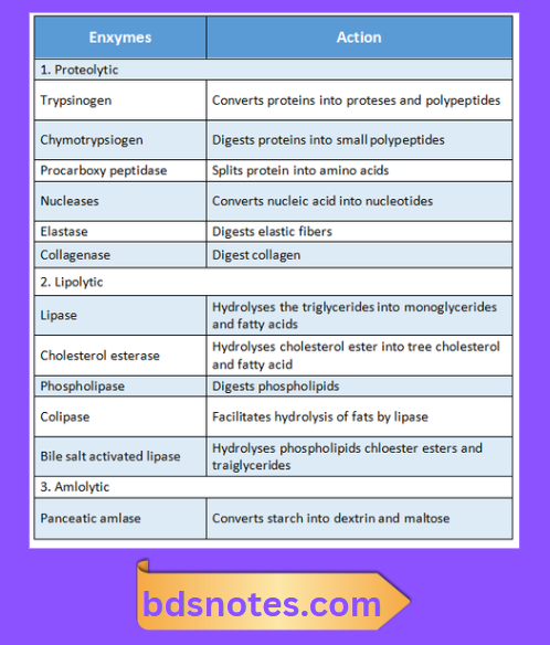 Digestive Enzymes Classification And Actions