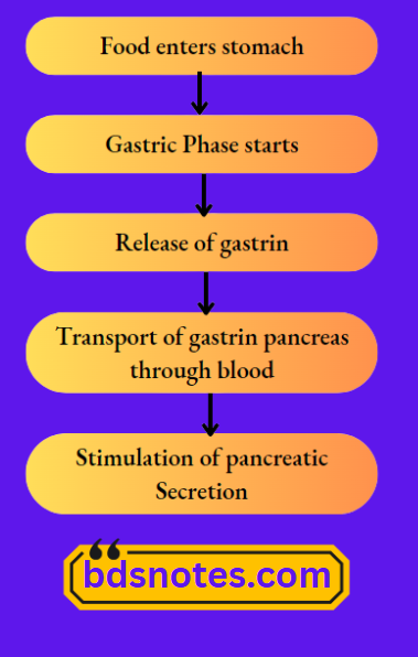 Gastric Phase Of Digestion