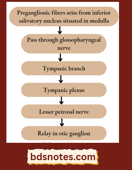 Glossopharyngeal Nerve Pathway To Otic Ganglion