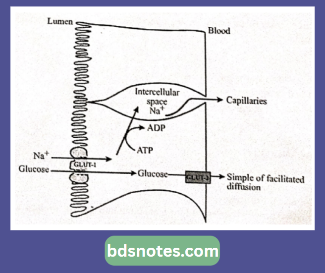 Glucose Absorption Mechanism