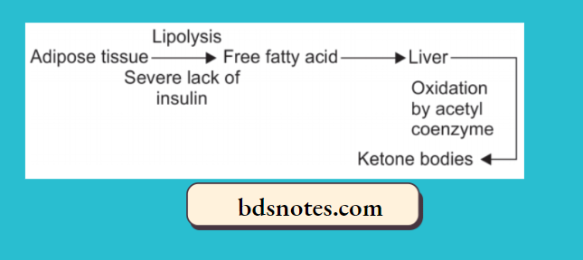 Ketogenesis Metabolic Pathway