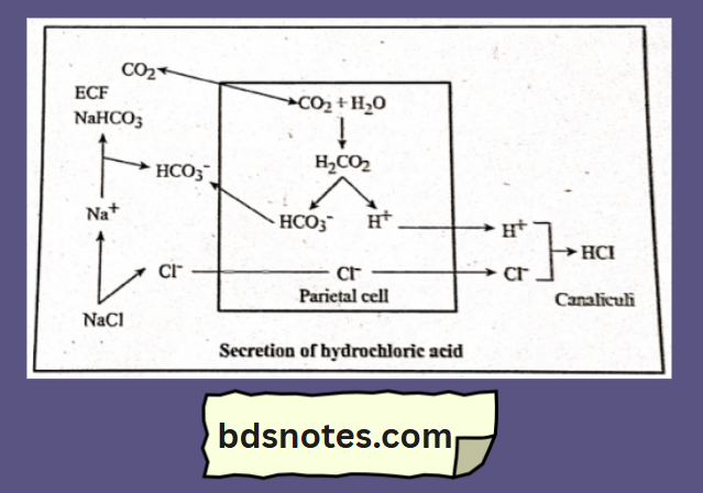 Mechanism Of Hydrochloric Acid Secretion