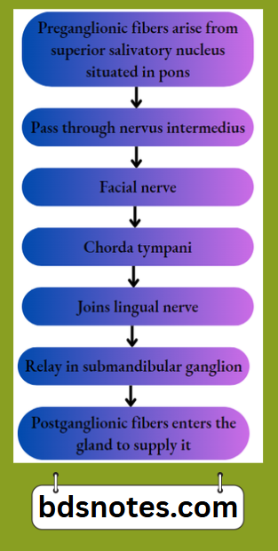 Parasympathetic Pathway To Submandibular Gland