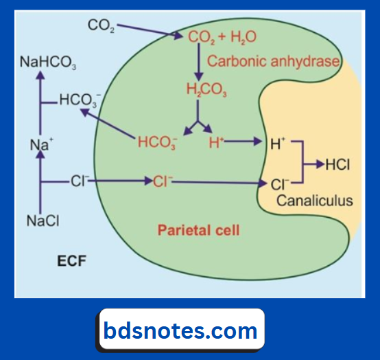 Role Of Parietal Cells In Hcl Production