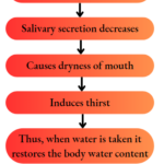 Salivary secretion decreases
