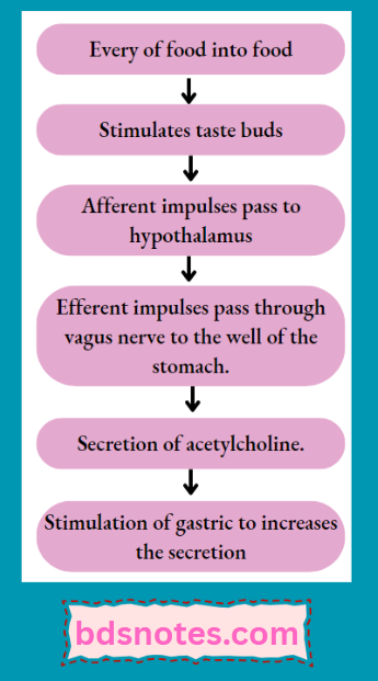 Taste Bud Stimulation And Gastric Secretion