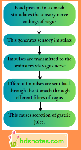 Vagus Nerve And Gastric Secretion Reflex