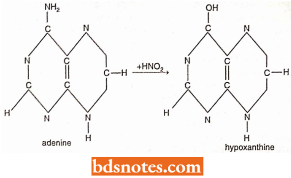 By Tautomeric Shift The Hypoxanthine