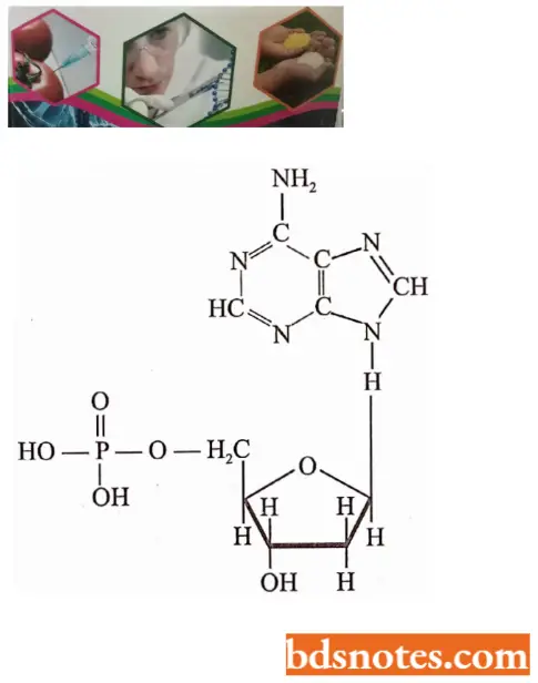 Chemical Nature Of The Genetic Materials Chemical Formula Of Deoxycytidylic Acid
