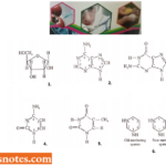 Chemical Nature Of The Genetic Materials Deoxyribonucleic Acid Or DNA