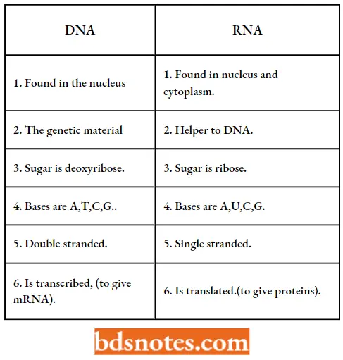Chemical Nature Of The Genetic Materials Difference Between DNA And RNA