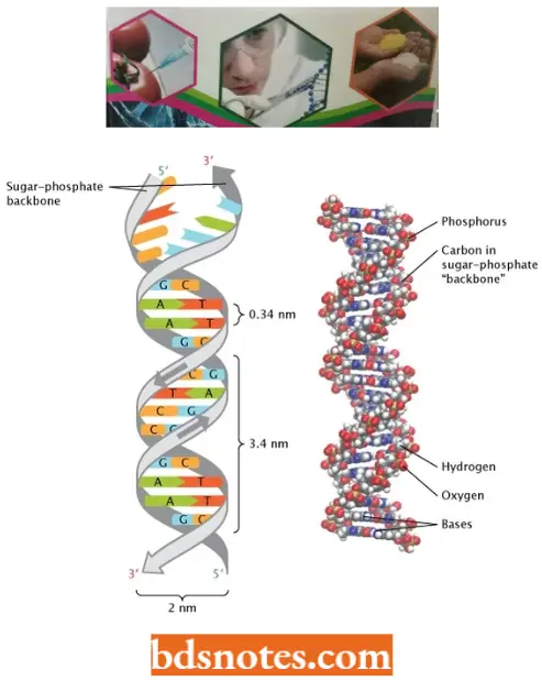 Chemical Nature Of The Genetic Materials Double Helical DNA Molecule