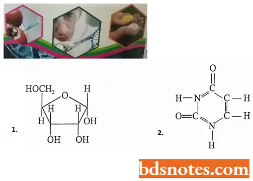Chemical Nature Of The Genetic Materials Ribonucleic Acid