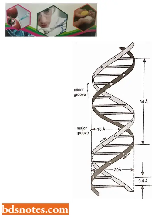 Chemical Nature Of The Genetic Materials Watson Crick Double Helical DNA Molecule