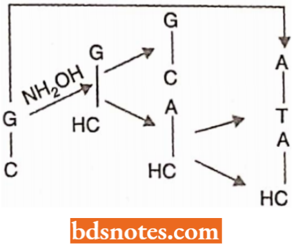 Conversion Of GC Pair Into AT Pair