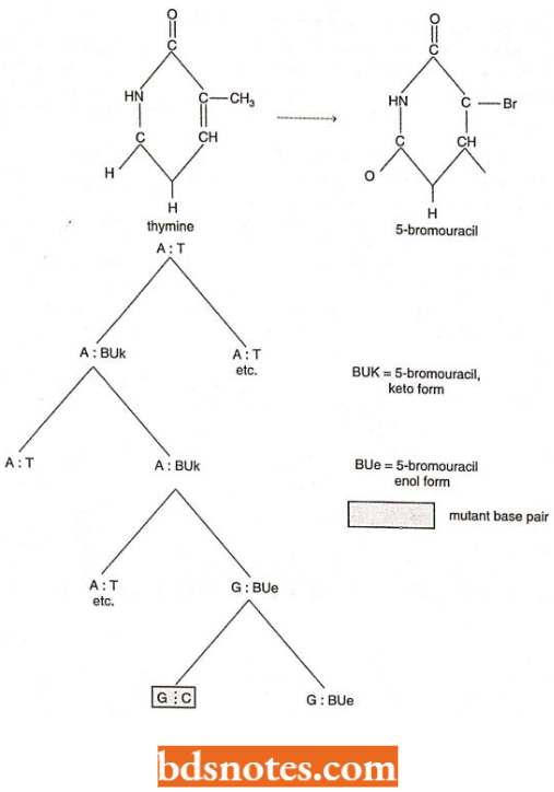 Conversion Of Keto And Enol Forms Of Bromouracil