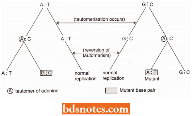 Copy Error Mutation Due To Tautomerization Of Adenine
