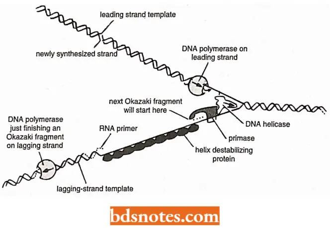 DNA Replication A Primosome In Action