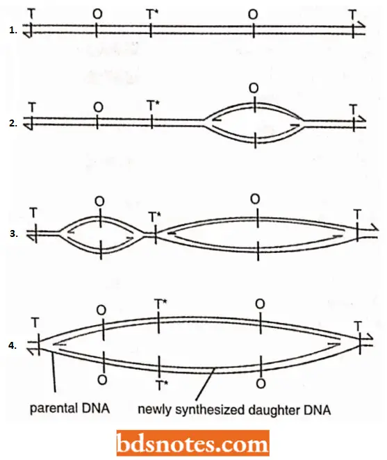 DNA Replication Bidirectional Mode For Mammalian