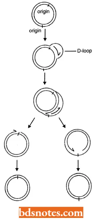 DNA Replication D Loop Form During Mitochondrial