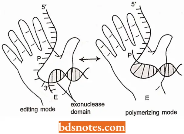 DNA Replication DNA Polymerase And Exonuclease Activities