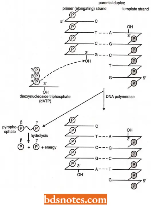 DNA Replication DNA Polymerization