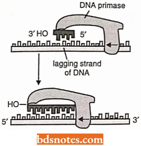 DNA Replication Formation Of RNA