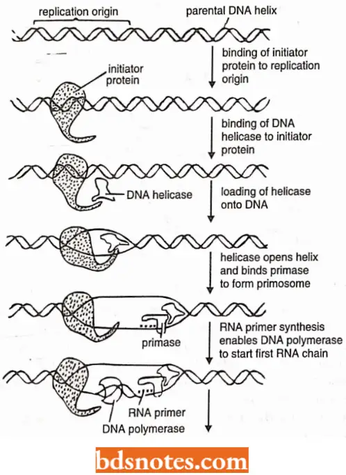 DNA Replication Initial Steps Leading To Formation Of Replication