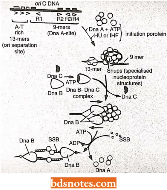 DNA Replication Mode Of The Initiation Of DNA Replication