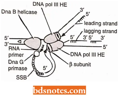 DNA Replication Model Of A DNA Replication